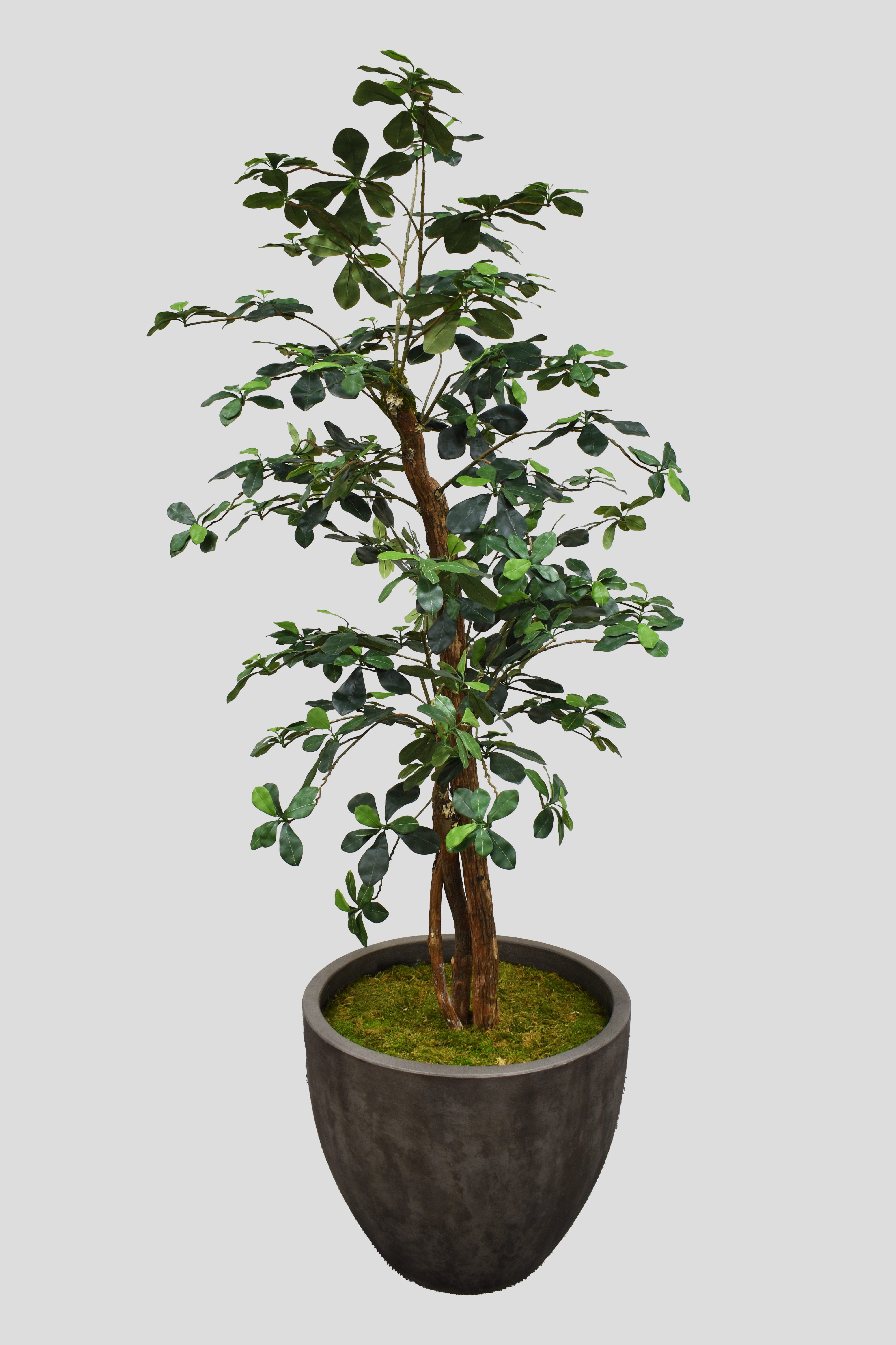 Airy Olive Tree - 6ft